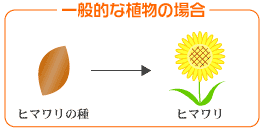 一般的な植物の場合