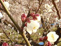 梅の開花
