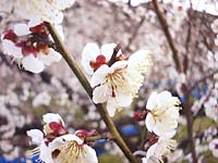 南高梅 満開(2月23日)