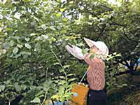 一つずつ手で採ります