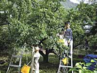 子供達も手伝ってくれました
