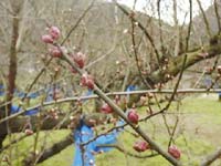 南高梅の花芽(1月23日)
