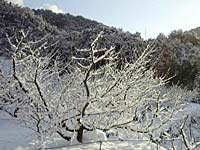 南高梅の木が・・・