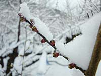 南高梅のつぼみ(1月30日)