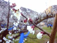 南高梅開花(2月13日)