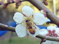 蜜と花粉を貰いに来たよ