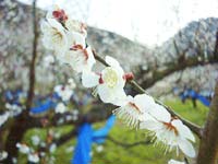 南高梅満開(2月20日)
