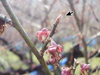 梅の花びらが散りました(3月12日)