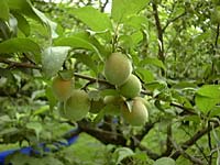 5月6日現在の南高梅の実
