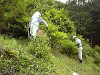 お茶摘み