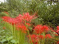 彼岸花(9月23日)