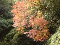 もみじの紅葉(11月27日)