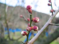 南高梅のつぼみ(2月20日)