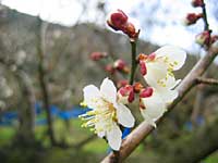南高梅開花(2月23日)