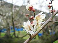 南高梅の開花(2月25日)