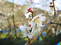 南高梅満開(2月26日)