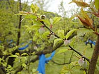 梅の実の様子(4月7日)