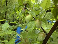 梅の実の様子(4月24日)