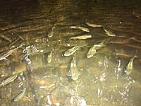 大久保谷の小魚