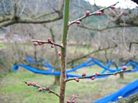南高梅のつぼみ(1月23日)