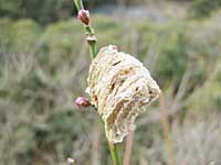 カマキリの卵
