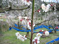南高梅開花(2月21日)