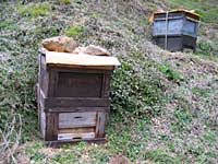 ミツバチの巣