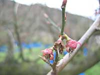 花びらが散りました