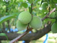 南高梅(4月25日)