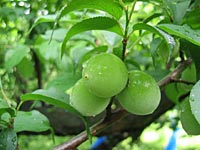 南高梅(5月10日)