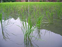 田植え完了