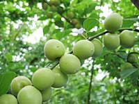 小梅収穫(5月27日)
