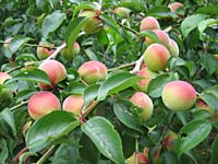 主力の南高梅(6月12日)