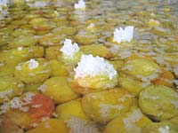 漬け込み大成功(7月12日)