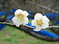 12月11日(開花)