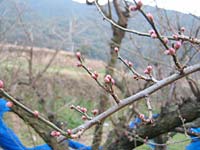 南高梅のつぼみ(1月27日)