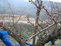 南高梅のつぼみ(2月12日)