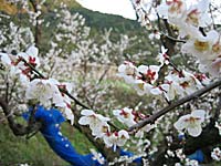 南高梅満開(2月25日)
