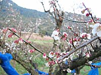 南高梅開花(2月20日)