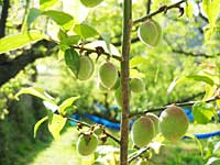 南高梅(4月23日)