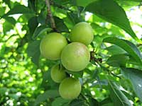 小梅(6月2日)