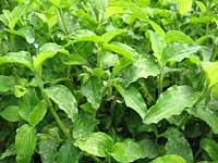 西洋つゆ草(通称)