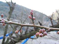 南高梅のつぼみ(1月15日)