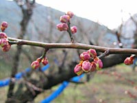 南高梅のつぼみ(1月28日)