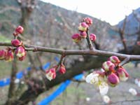 南高梅のつぼみ(2月3日)
