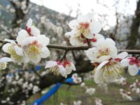 南高梅満開(2月10日)