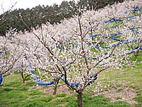 南高梅満開(3月6日)