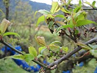 南高梅満開(3月6日)