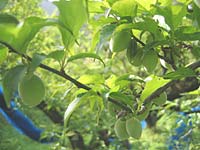 南高梅(4月26日)