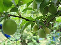 南高梅(5月12日)